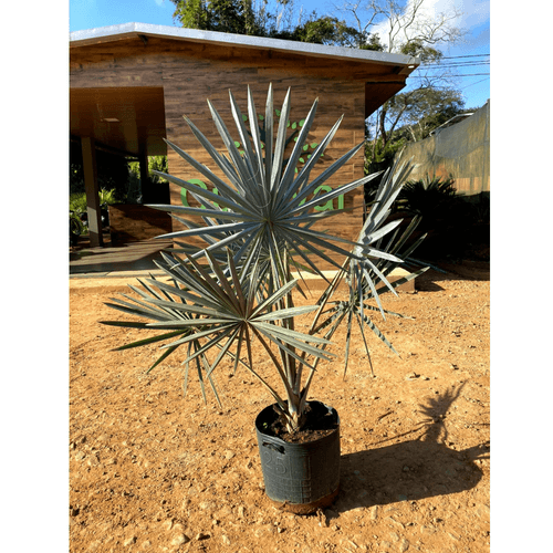 Palmeira Azul ou Palmeira Bismark 1,20 metros de altura- Planta Jovem - Pequena - Cultivar Plantas