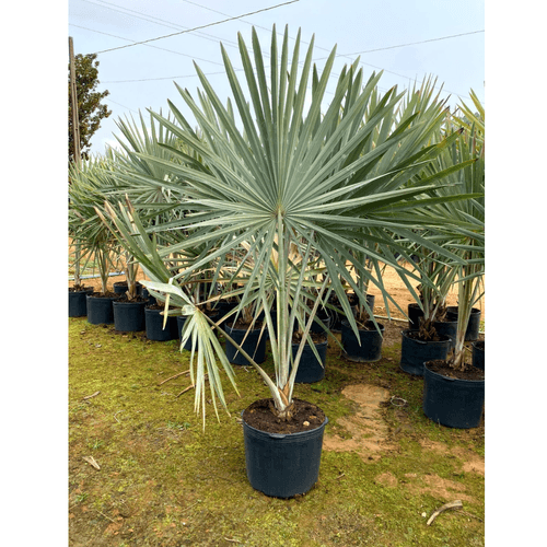 Palmeira Azul ou Palmeira Bismark 2,50 metros de altura - Planta Semi Adulta- Média - Cultivar Plantas