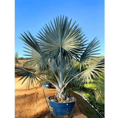 Palmeira Azul ou Palmeira Bismark 3,50 metros de altura - Planta Adulta Grande- Cultivar Plantas