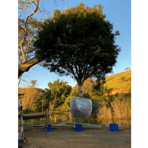 Muda de Jabuticaba 3,5 metros - Grande - Cultivar Plantas