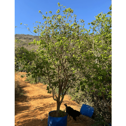 Muda de Jabuticaba 2 metros - Média - Cultivar Plantas